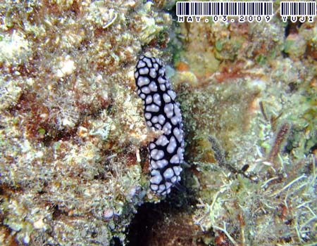 RC{E~EV Phyllidiella pustulosa