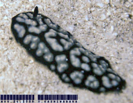 RC{E~EV Phyllidiella pustulosa