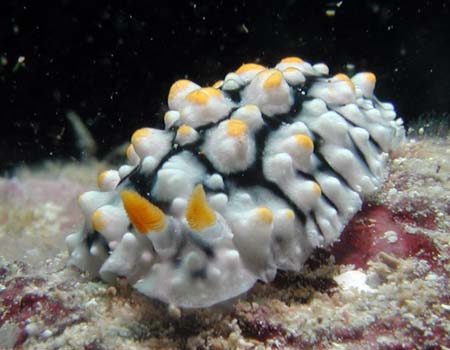 �c�m�L�C�{�E�~�E�V Phyllidia elegans