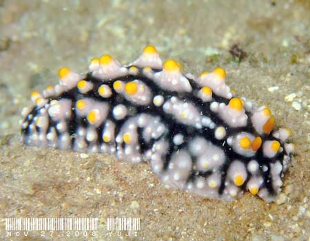 �c�m�L�C�{�E�~�E�V Phyllidia elegans