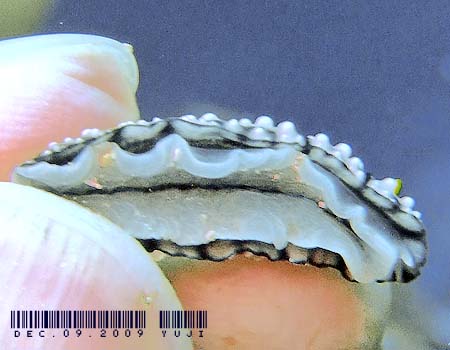 �c�m�L�C�{�E�~�E�V Phyllidia elegans