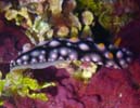 �}�_���O�G���V�X Phyllidia madangensis