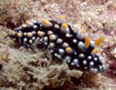 �}�_���O�G���V�X Phyllidia madangensis