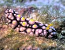 �}�_���O�G���V�X Phyllidia madangensis