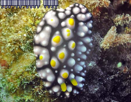 �}�_���O�G���V�X Phyllidia madangensis