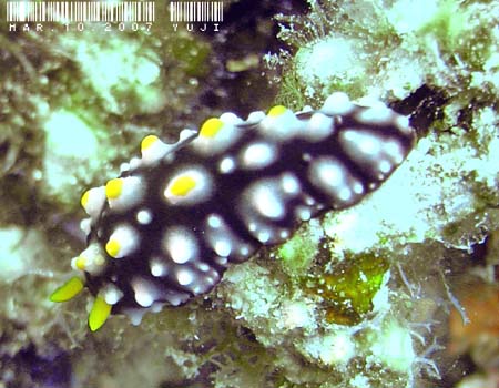 �}�_���O�G���V�X Phyllidia madangensis