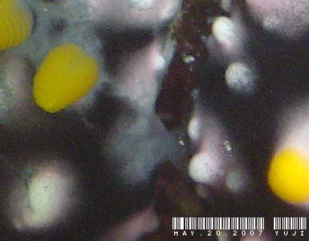 �}�_���O�G���V�X Phyllidia madangensis