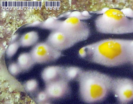 �}�_���O�G���V�X Phyllidia madangensis