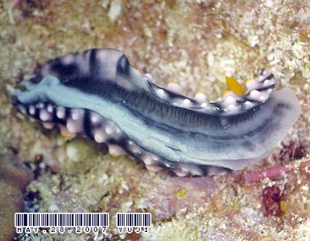 �}�_���O�G���V�X Phyllidia madangensis