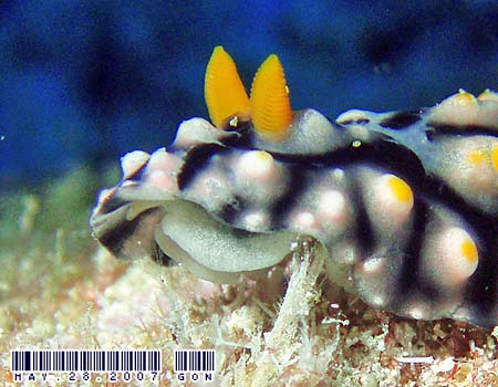�}�_���O�G���V�X Phyllidia madangensis