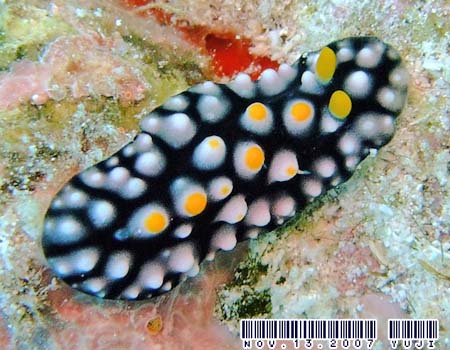 �t�B���f�B�A�E�}�_���O�G���V�X Phyllidia madangensis