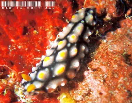 �}�_���O�G���V�X Phyllidia madangensis