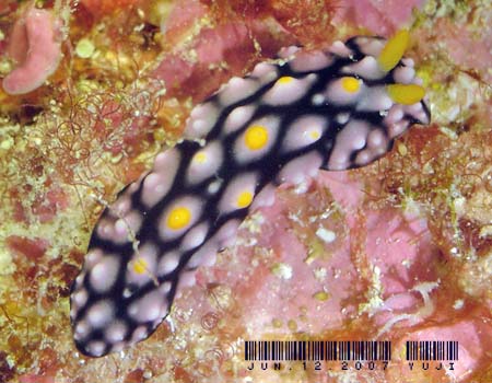 �}�_���O�G���V�X Phyllidia madangensis