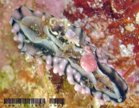 �}�_���O�G���V�X Phyllidia madangensis