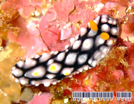 �t�B���f�B�A�E�}�_���O�G���V�X Phyllidia madangensis