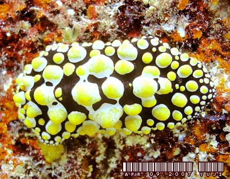 �t�B���f�B�A�E�g�D�� Phyllidia tula 