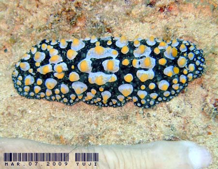 �t�B���f�B�A�E�g�D�� Phyllidia tula 