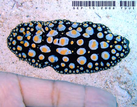 �t�B���f�B�A�E�g�D�� Phyllidia tula 