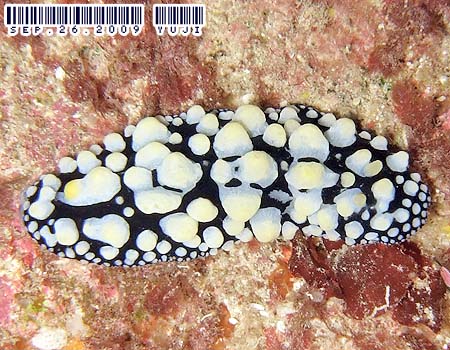 �t�B���f�B�A�E�g�D�� Phyllidia tula 