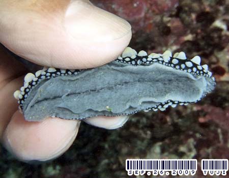 �t�B���f�B�A�E�g�D�� Phyllidia tula 