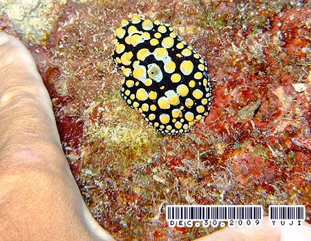 �t�B���f�B�A�E�g�D�� Phyllidia tula 