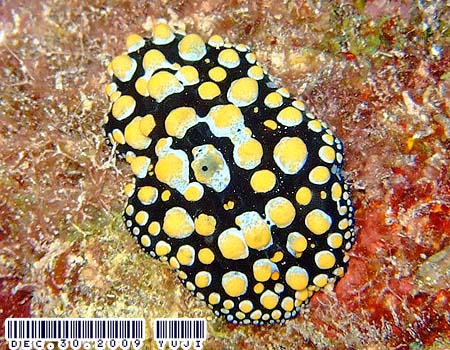 �t�B���f�B�A�E�g�D�� Phyllidia tula 