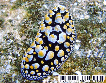 �t�B���f�B�A�E�g�D�� Phyllidia tula 