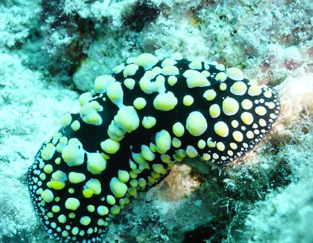 �t�B���f�B�A�E�g�D�� Phyllidia tula 