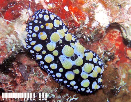 �t�B���f�B�A�E�g�D�� Phyllidia tula 