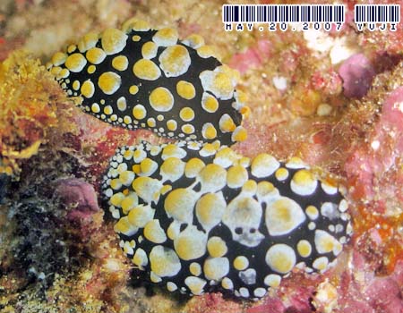 �t�B���f�B�A�E�g�D�� Phyllidia tula 