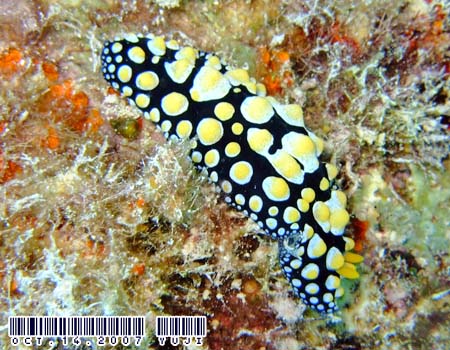 �t�B���f�B�A�E�g�D�� Phyllidia tula 