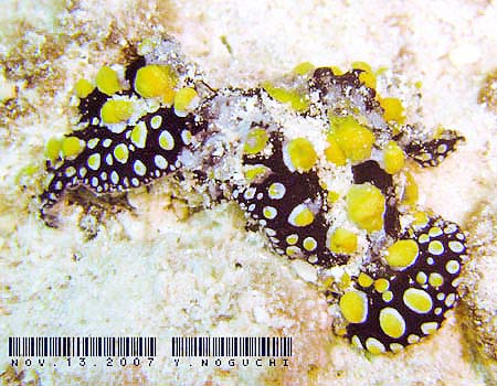 �t�B���f�B�A�E�g�D�� Phyllidia tula 