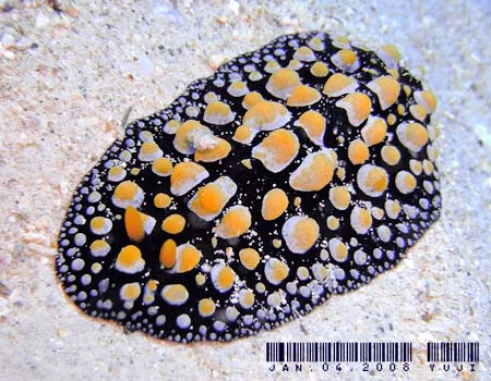 �t�B���f�B�A�E�g�D�� Phyllidia tula 