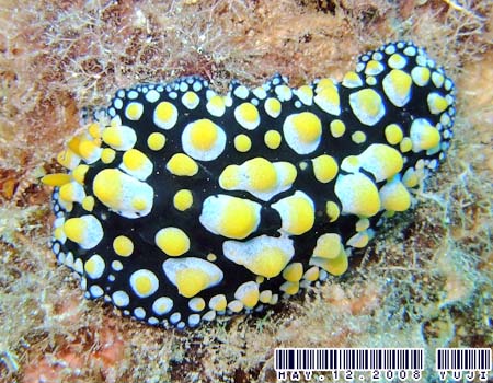 �t�B���f�B�A�E�g�D�� Phyllidia tula 