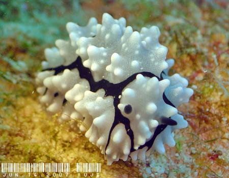 nCCC{E~EV Phyllidiella granulata