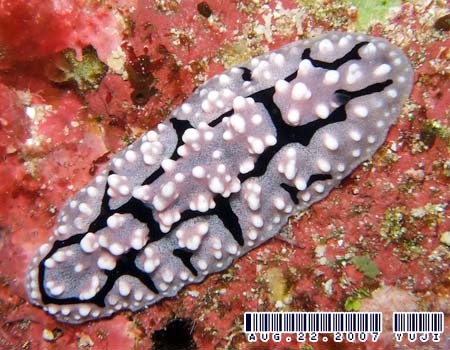 nCCC{E~EV Phyllidiella granulata