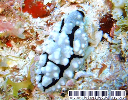 nCCC{E~EV Phyllidiella granulata