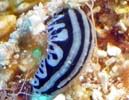 �^�e�X�W�C�{�E�~�E�V Phyllidiopsis sphingis