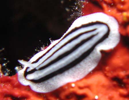 �V���E�l�C�{�E�~�E�V Phyllidiopsis striata