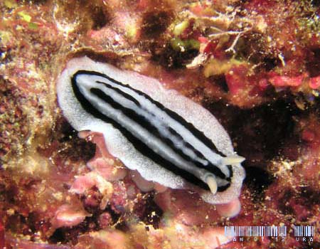 �V���E�l�C�{�E�~�E�V Phyllidiopsis striata