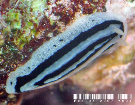 �V���E�l�C�{�E�~�E�V Phyllidiopsis striata