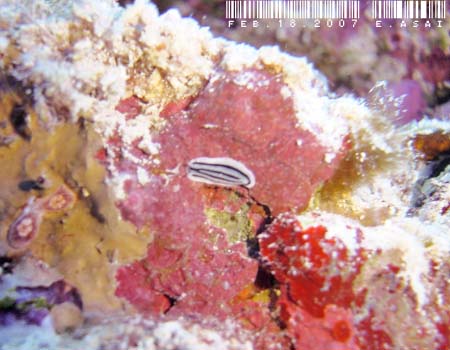 �V���E�l�C�{�E�~�E�V Phyllidiopsis striata