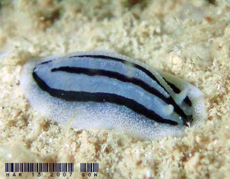 �V���E�l�C�{�E�~�E�V Phyllidiopsis striata