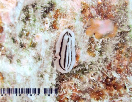 �V���E�l�C�{�E�~�E�V Phyllidiopsis striata