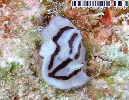 �V���E�l�C�{�E�~�E�V Phyllidiopsis striata
