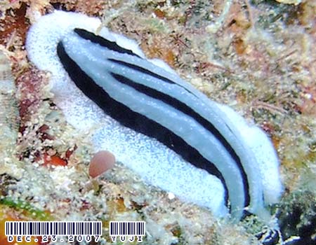 �V���E�l�C�{�E�~�E�V Phyllidiopsis striata