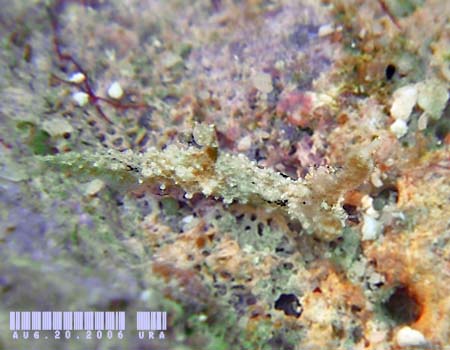 �I�E�J���E�~�E�V Polycera japonica