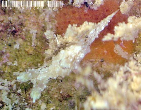 �I�E�J���E�~�E�V Polycera japonica