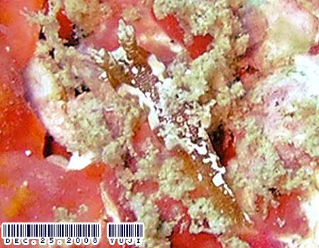 �I�E�J���E�~�E�V Polycera japonica