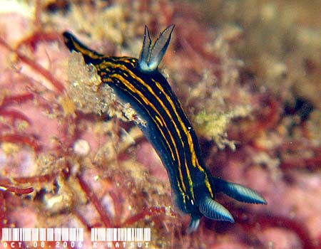 �����E�O�E�E�~�E�V Roboastra gracilis